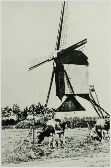 De standaardmolen aan de Hoofdstraat.